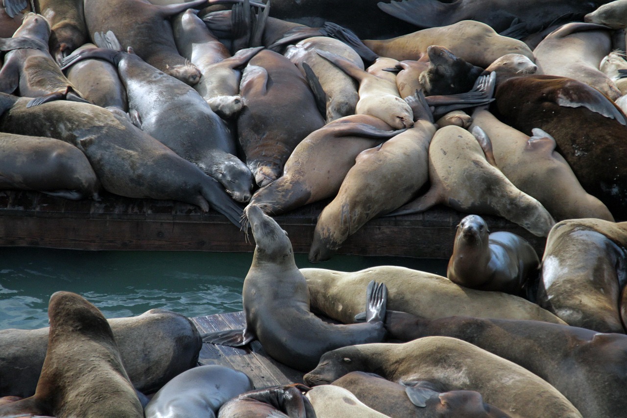 UDP攻击|谷歌账号注册显示出现错误