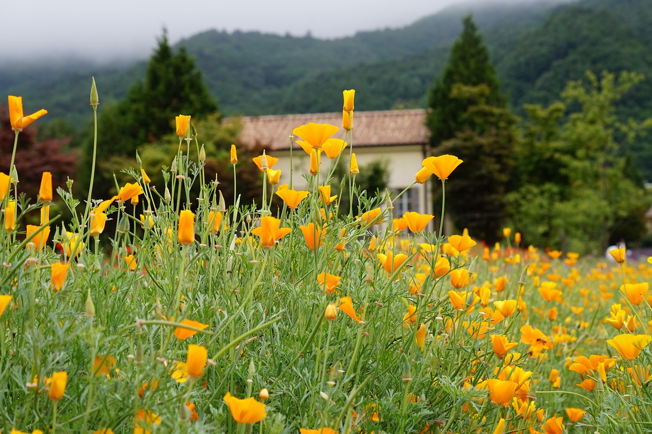 浮生妖绘卷：平阳附近财务代理平台电话